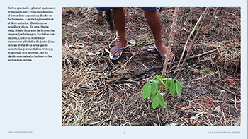 1.3.plantacion